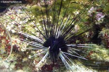 Diademseeigel (Diadema setosum) im Zoo Leipzig