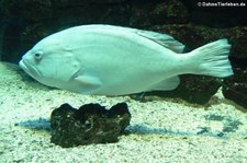 Blaugelber Zackenbarsch (Epinephelus flavocaeruleus) im Zoo Leipzig