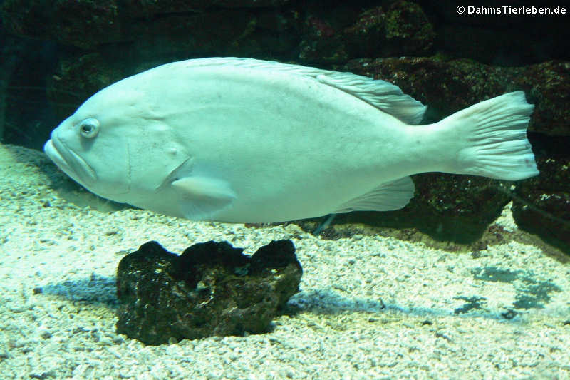 Epinephelus flavocaeruleus