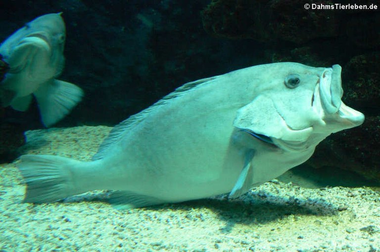 Epinephelus flavocaeruleus