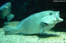 Blaugelber Zackenbarsch (Epinephelus flavocaeruleus) im Zoo Leipzig