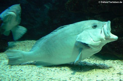 Zackenbarsch (Epinephelus flavocaeruleus)