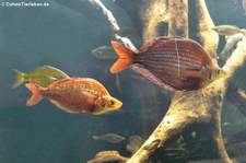 Rote Regenbogenfische (Glossolepis incisus) im Zoo Leizpig