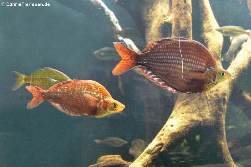 Rote Regenbogenfische Glossolepis incisa-2