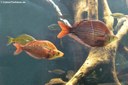 Glossolepis incisa