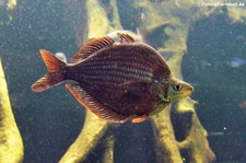 Roter Regenbogenfisch (Glossolepis incisus) im Zoo Leizpig