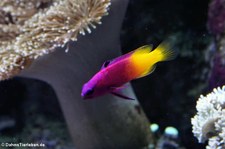 Königsfeenbarsch (Gramma loreto) im Zoo Leipzig