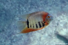 Streifen-Augenfleck-Buntbarsch (Heros notatus) im Zoo Leipzig