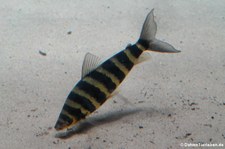 Grüner Leporinus (Leporinus affinis) im Zoo Leipzig