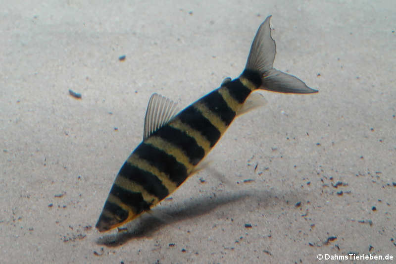 Leporinus affinis