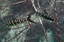 Gebänderte Engmaulsalmler (Leporinus fasciatus) im Zoo Leipzig