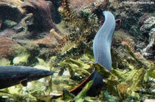 Rotstreifen-Stachelaale (Mastacembelus erythrotaenia) im Zoo Leipzig