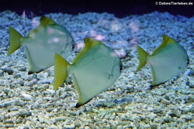 Silberflossenblätter (Monodactylus argenteus)