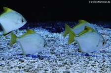 Silberflossenblätter (Monodactylus argenteus) im Zoo Leipzig