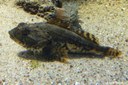 Myoxocephalus scorpius