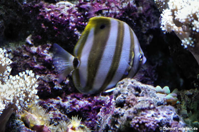 Parachaetodon ocellatus-1