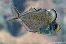 Beulenkopf-Glasbarsch (Parambassis pulcinella) im Zoo Leipzig