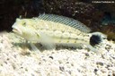 Parapercis hexophtalma