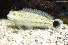 Schwanzfleck-Sandbarsch (Parapercis hexophtalma) im Zoo Leipzig