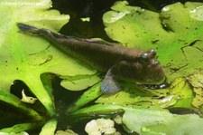 Indischer Zwergschlammspringer (Periophthalmus novemradiatus) im Zoo Leipzig