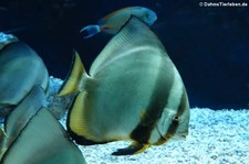 Rundkopf-Fledermausfisch (Platax orbicularis) im Zoo Leipzig