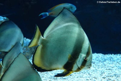 Rundkopf-Fledermausfisch (Platax orbicularis)