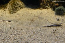 Scholle (Pleuronectes platessa) im Zoo Leipzig