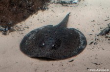 Genetzter Süßwasser-Stechrochen (Potamotrygon orbignyi) im Zoo Leipzig