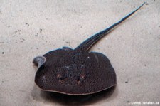 Genetzter Süßwasser-Stechrochen (Potamotrygon orbignyi) im Zoo Leipzig