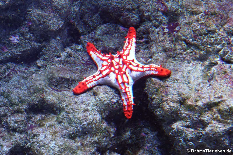 Lincks Walzenseestern (Protoreaster linckii)