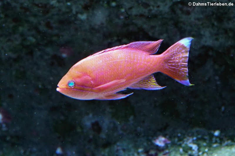 Zweiflecken-Fahnenbarsch (Pseudanthias bimaculatus)