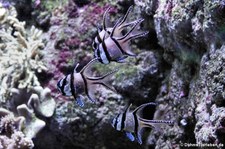 Banggai-Kardinalbarsche (Pterapogon kauderni) im Zoo Leizpig