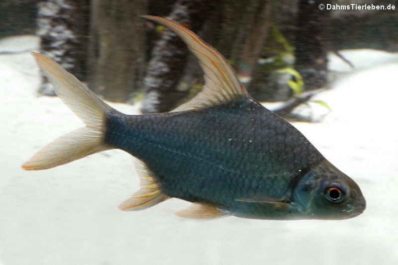 Puntioplites falcifer-2