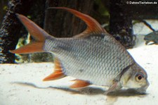 Mekong-Sichelbarbe (Puntioplites falcifer) im Zoo Leipzig