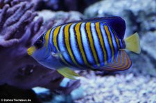 Pfauen-Kaiserfisch (Pygoplites diacanthus) im Zoo Leipzig