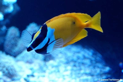 Gelbes Fuchsgesicht (Siganus vulpinus)
