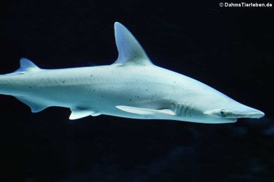 Schaufelnasen-Hammerhai (Sphyrna tiburo)