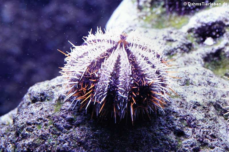 Tripneustes gratilla-4