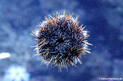 Pfaffenhut-Seeigel (Tripneustes gratilla)