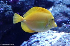 Gelber Segelflossendoktor (Zebrasoma flavescens) im Zoo Leipzig