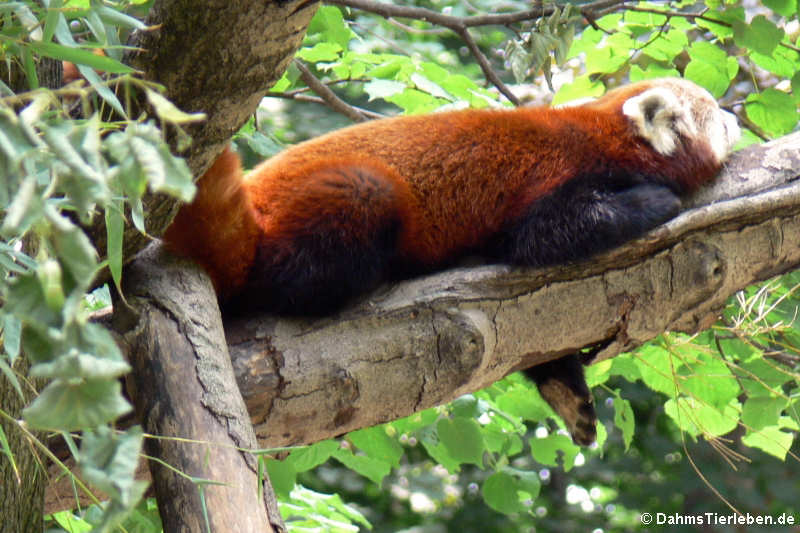 Westlicher Kleiner Panda (Ailurus fulgens)