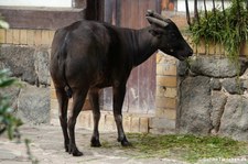 Tieflandanoa (Bubalus depressicornis) im Zoo Leipzig