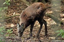 Ostchinesischer Schopfhirsch (Elaphodus cephalophus michianus) im Zoo Leipzig