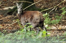 Ostchinesischer Schopfhirsch (Elaphodus cephalophus michianus) im Zoo Leipzig