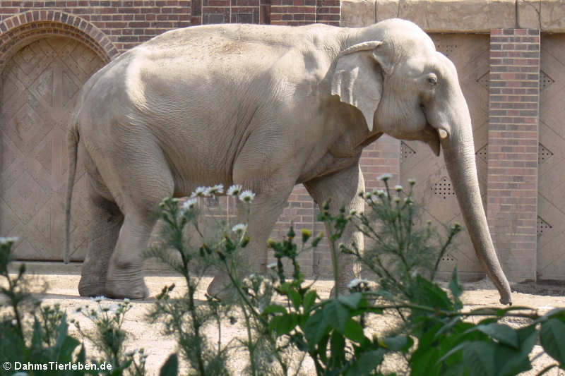 Asiatischer Elefant (Elephas maximus)