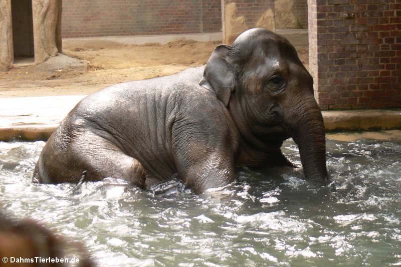 Asiatischer Elefant (Elephas maximus)