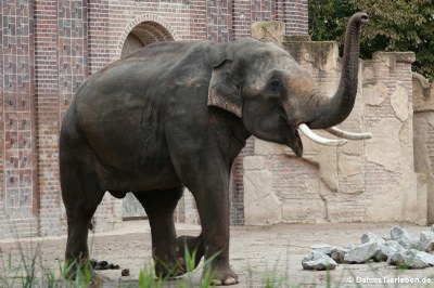 Asiatischer Elefant (Elephas maximus)