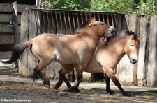 Przewalski-Pferde (Equus ferus przewalskii) im Zoo Leipzig