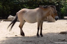 Przewalski-Pferd (Equus ferus przewalskii) im Zoo Leipzig