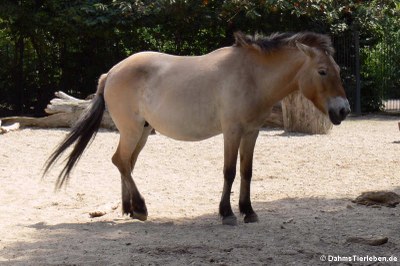 Przewalskipferd (Equus ferus przewalskii)